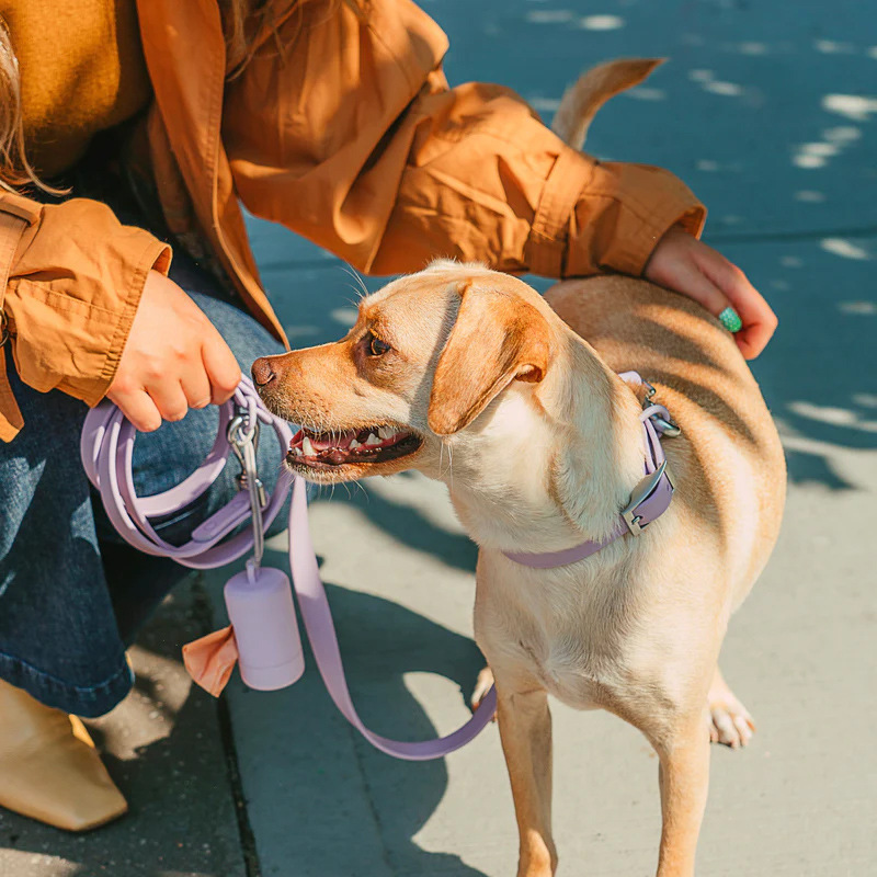 ¿Cuál es el mejor tipo de correa para un perro que tira?